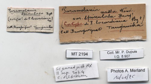 BE-RBINS-INV-MT-2194-Paramelania-nassa-spinulosa-st-label.jpg