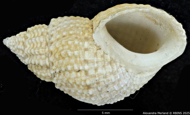 BE-RBINS-INV-MT-2194-Paramelania-nassa-spinulosa-st-V.jpg