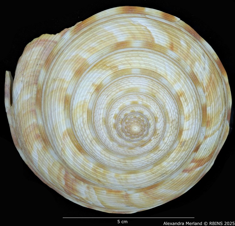 BE-RBINS-INV-MT-1819-Mikadotrochus salmiana-tpt-D.jpg BE-RBINS-INV-MT-1819-Mikadotrochus salmiana-tpt-D.jpg