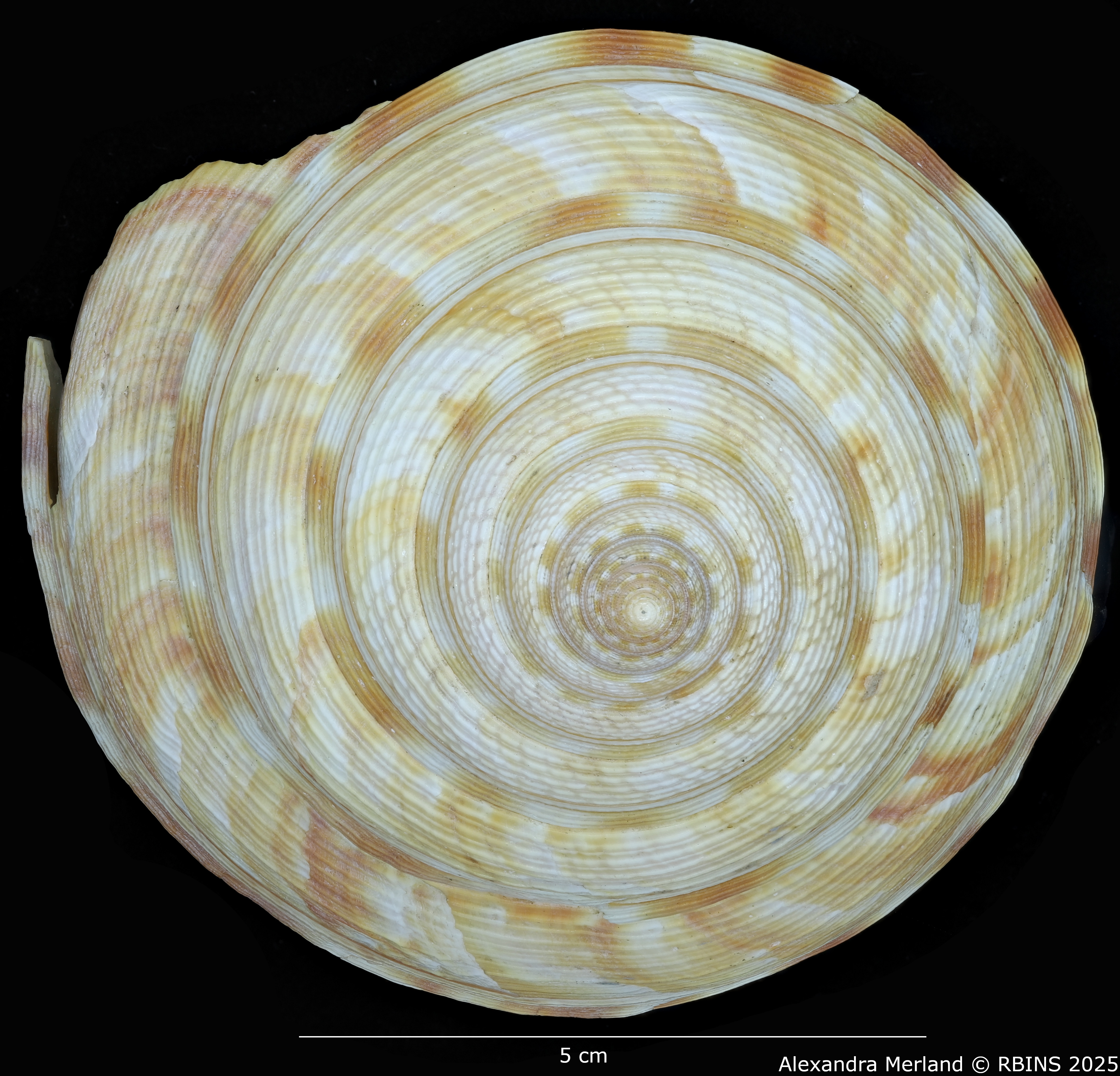 BE-RBINS-INV-MT-1819-Mikadotrochus salmiana-tpt-D.jpg
