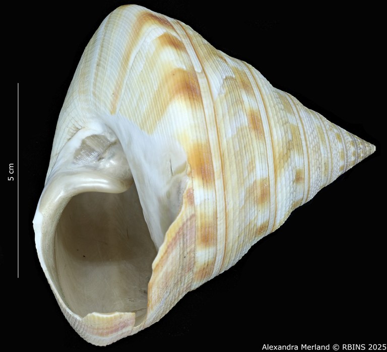 BE-RBINS-INV-MT-1819-Mikadotrochus salmiana-tpt-L.jpg BE-RBINS-INV-MT-1819-Mikadotrochus salmiana-tpt-L.jpg