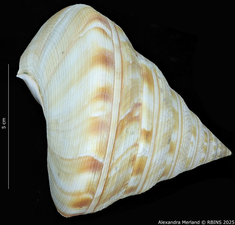 BE-RBINS-INV-MT-1819-Mikadotrochus salmiana-tpt-L2.jpg BE-RBINS-INV-MT-1819-Mikadotrochus salmiana-tpt-L2.jpg