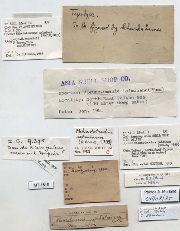 BE-RBINS-INV-MT-1819-Mikadotrochus salmiana-tpt-label.jpg BE-RBINS-INV-MT-1819-Mikadotrochus salmiana-tpt-label.jpg