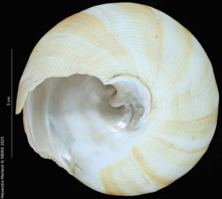 BE-RBINS-INV-MT-1819-Mikadotrochus salmiana-tpt-V.jpg BE-RBINS-INV-MT-1819-Mikadotrochus salmiana-tpt-V.jpg