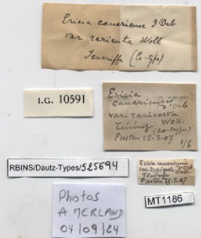 BE-RBINS-INV-MT-1186-Cyclostoma-canariense-raricosta-pt-label.jpg