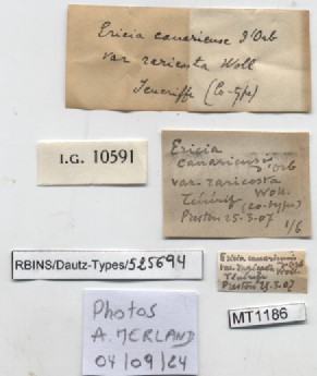 BE-RBINS-INV-MT-1186-Cyclostoma-canariense-raricosta-pt-label.jpg