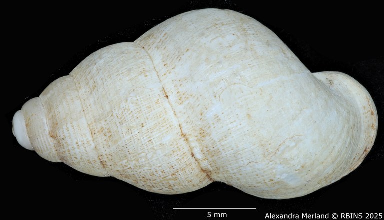 BE-RBINS-INV-MT-2071-Cyclostoma-(Leonia)-jolyi-st-D.jpg BE-RBINS-INV-MT-2071-Cyclostoma-(Leonia)-jolyi-st-D.jpg