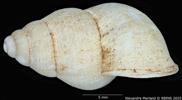 BE-RBINS-INV-MT-2071-Cyclostoma-(Leonia)-jolyi-st-L.jpg BE-RBINS-INV-MT-2071-Cyclostoma-(Leonia)-jolyi-st-L.jpg