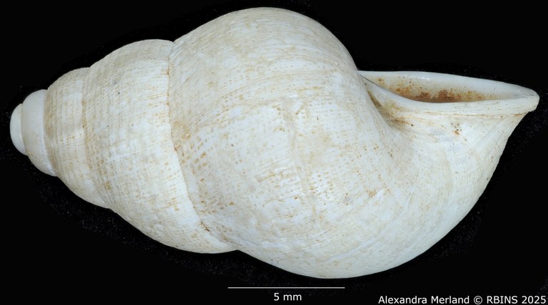 BE-RBINS-INV-MT-2071-Cyclostoma-(Leonia)-jolyi-st-L2.jpg BE-RBINS-INV-MT-2071-Cyclostoma-(Leonia)-jolyi-st-L2.jpg