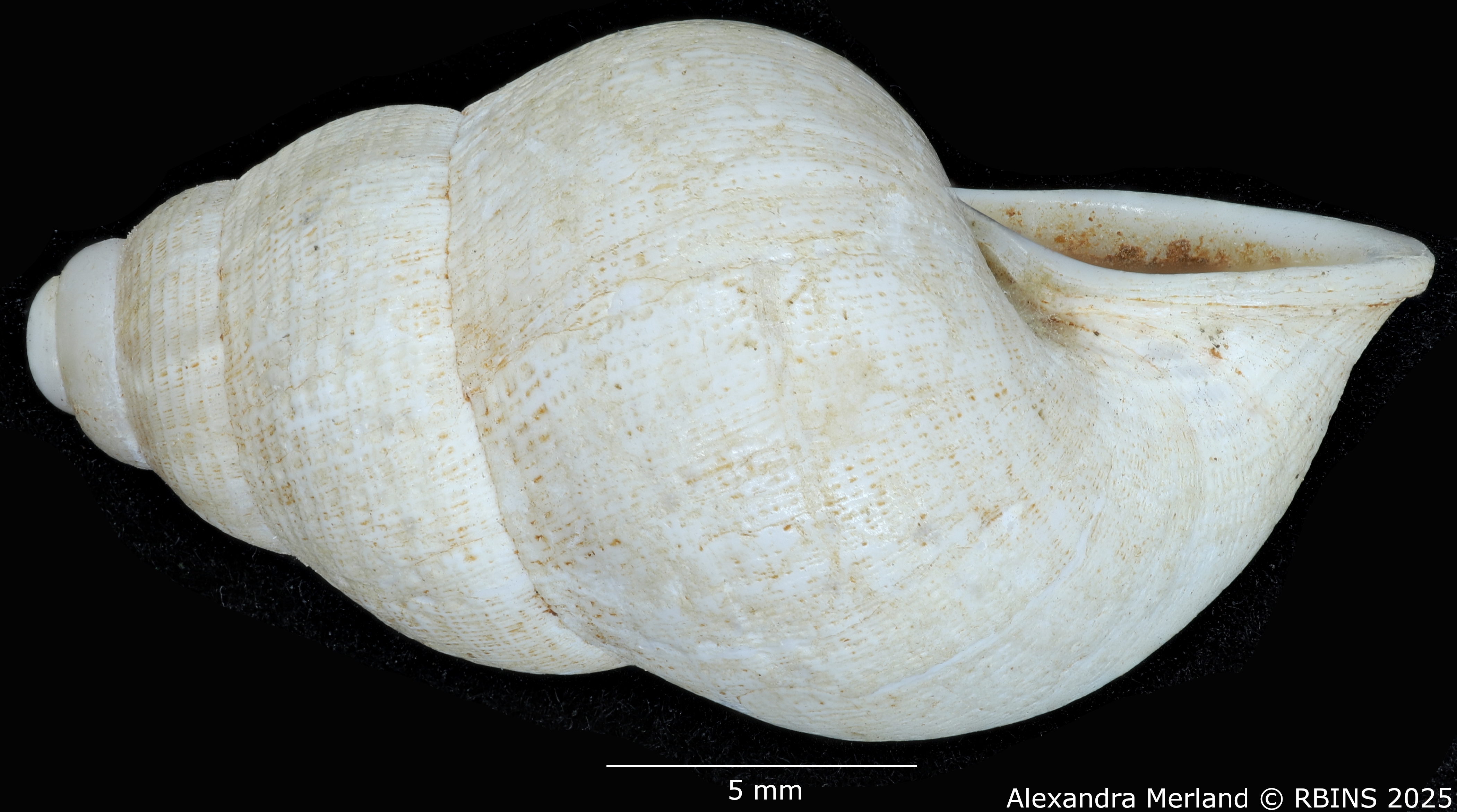 BE-RBINS-INV-MT-2071-Cyclostoma-(Leonia)-jolyi-st-L2.jpg