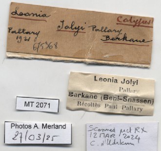 BE-RBINS-INV-MT-2071-Cyclostoma-(Leonia)-jolyi-st-label.jpg BE-RBINS-INV-MT-2071-Cyclostoma-(Leonia)-jolyi-st-label.jpg
