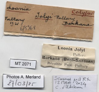 BE-RBINS-INV-MT-2071-Cyclostoma-(Leonia)-jolyi-st-label.jpg