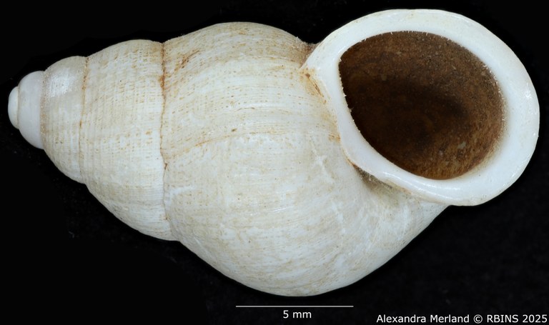 BE-RBINS-INV-MT-2071-Cyclostoma-(Leonia)-jolyi-st-V.jpg BE-RBINS-INV-MT-2071-Cyclostoma-(Leonia)-jolyi-st-V.jpg