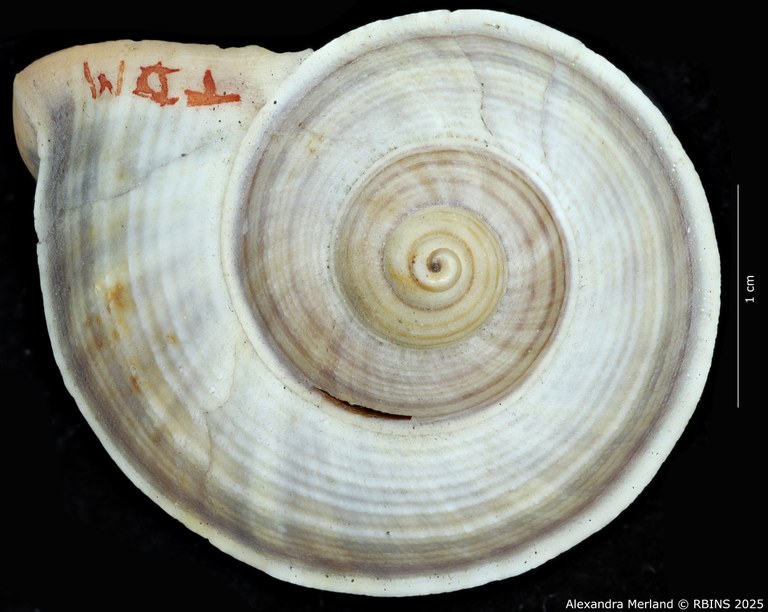BE-RBINS-INV-MT-2075-Tropidophora-duisabonis-st-D.jpg BE-RBINS-INV-MT-2075-Tropidophora-duisabonis-st-D.jpg