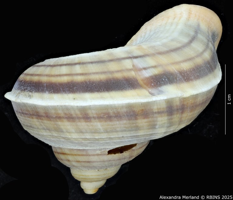 BE-RBINS-INV-MT-2075-Tropidophora-duisabonis-st-L2.jpg BE-RBINS-INV-MT-2075-Tropidophora-duisabonis-st-L2.jpg
