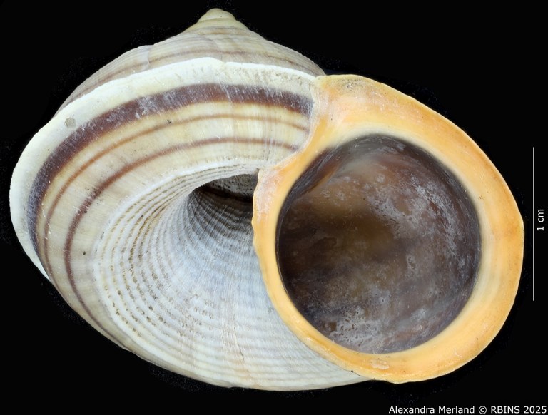 BE-RBINS-INV-MT-2075-Tropidophora-duisabonis-st-L3.jpg BE-RBINS-INV-MT-2075-Tropidophora-duisabonis-st-L3.jpg