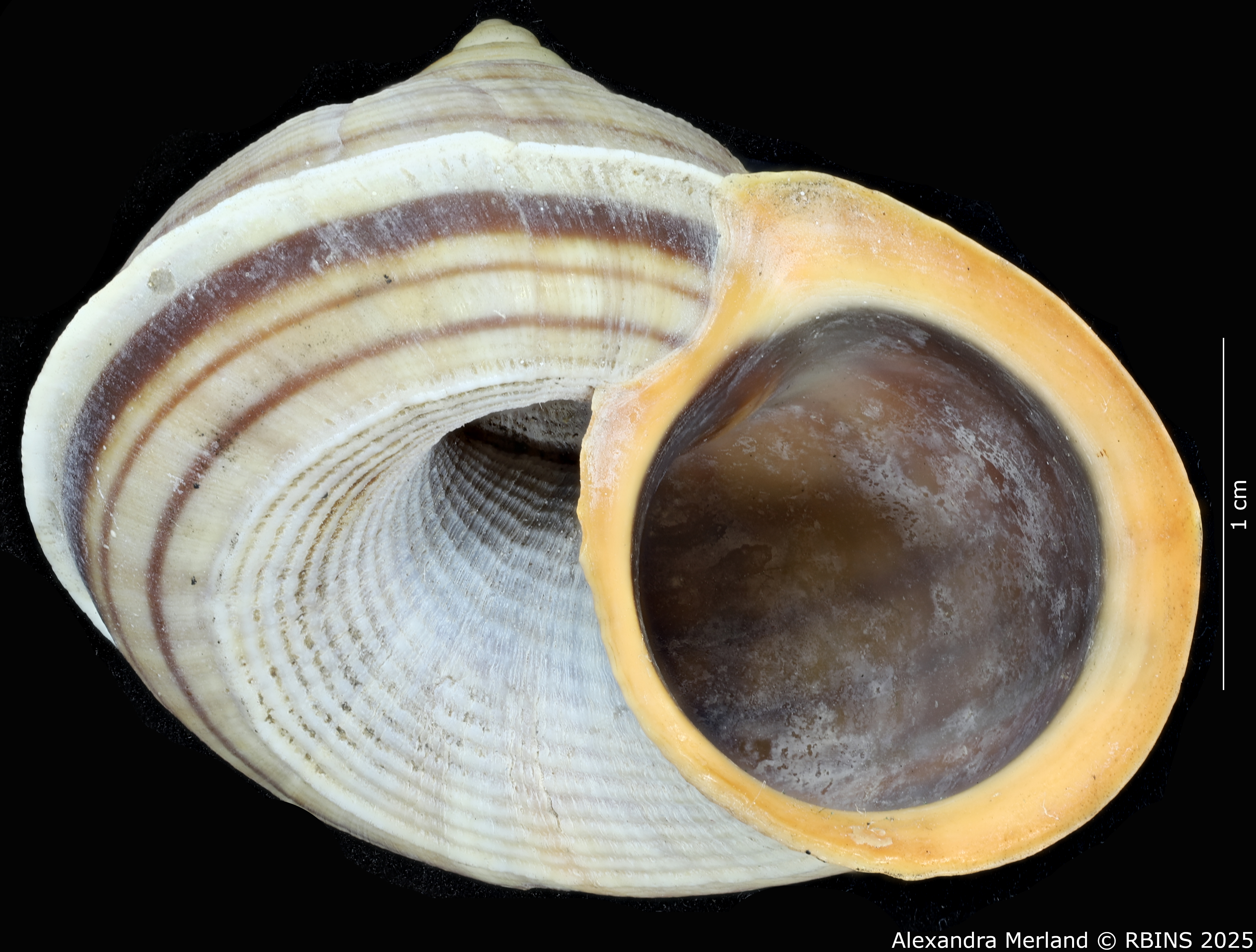 BE-RBINS-INV-MT-2075-Tropidophora-duisabonis-st-L3.jpg