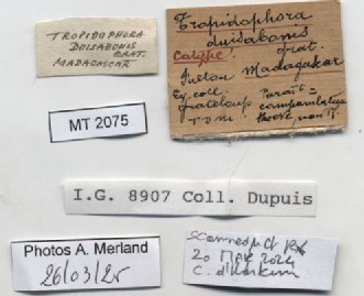 BE-RBINS-INV-MT-2075-Tropidophora-duisabonis-st-label.jpg BE-RBINS-INV-MT-2075-Tropidophora-duisabonis-st-label.jpg