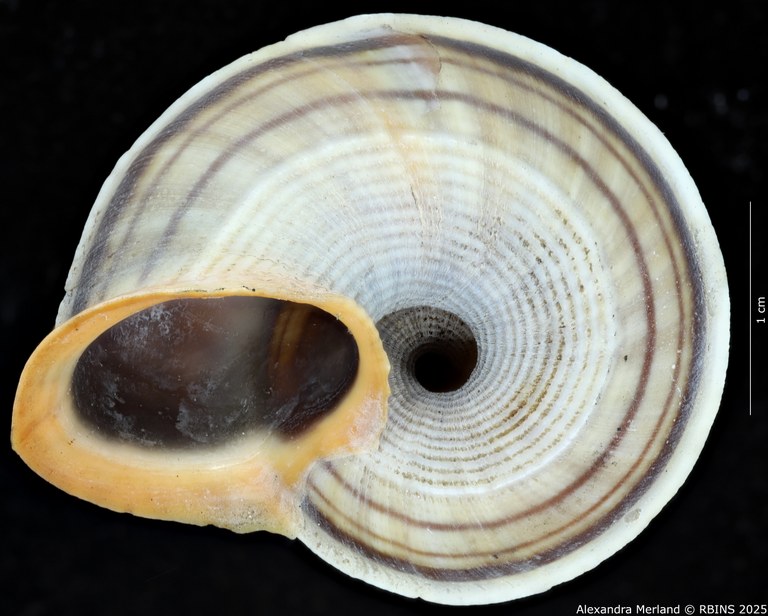 BE-RBINS-INV-MT-2075-Tropidophora-duisabonis-st-V.jpg BE-RBINS-INV-MT-2075-Tropidophora-duisabonis-st-V.jpg