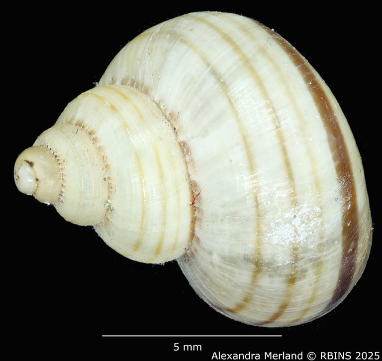 BE-RBINS-INV-MT-2073-Tropidophora-crenulatum-st-D.jpg BE-RBINS-INV-MT-2073-Tropidophora-crenulatum-st-D.jpg