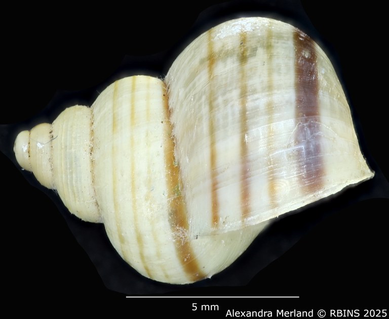 BE-RBINS-INV-MT-2073-Tropidophora-crenulatum-st-L.jpg BE-RBINS-INV-MT-2073-Tropidophora-crenulatum-st-L.jpg
