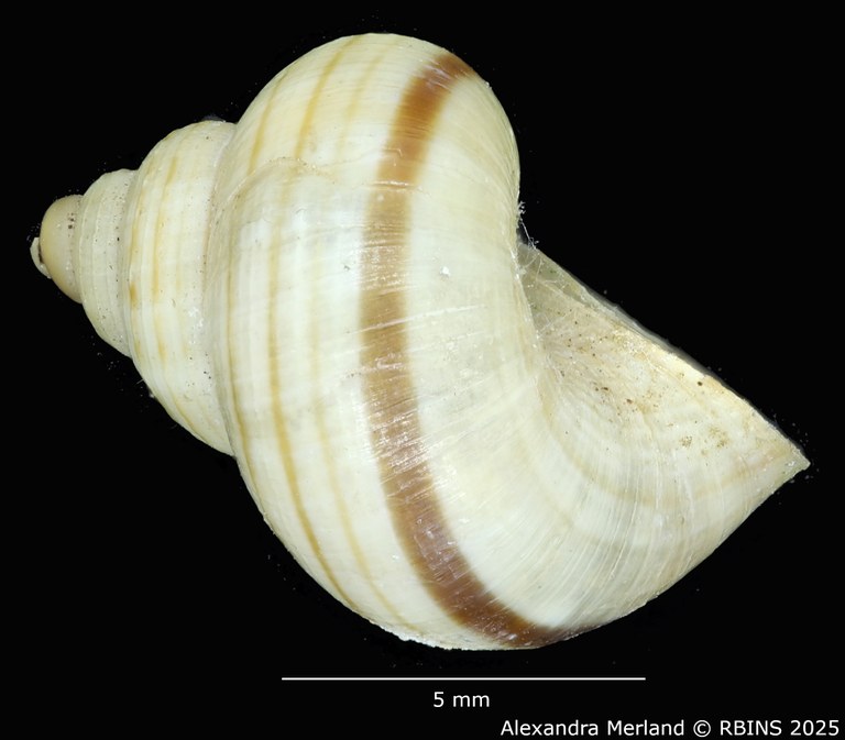 BE-RBINS-INV-MT-2073-Tropidophora-crenulatum-st-L2.jpg BE-RBINS-INV-MT-2073-Tropidophora-crenulatum-st-L2.jpg