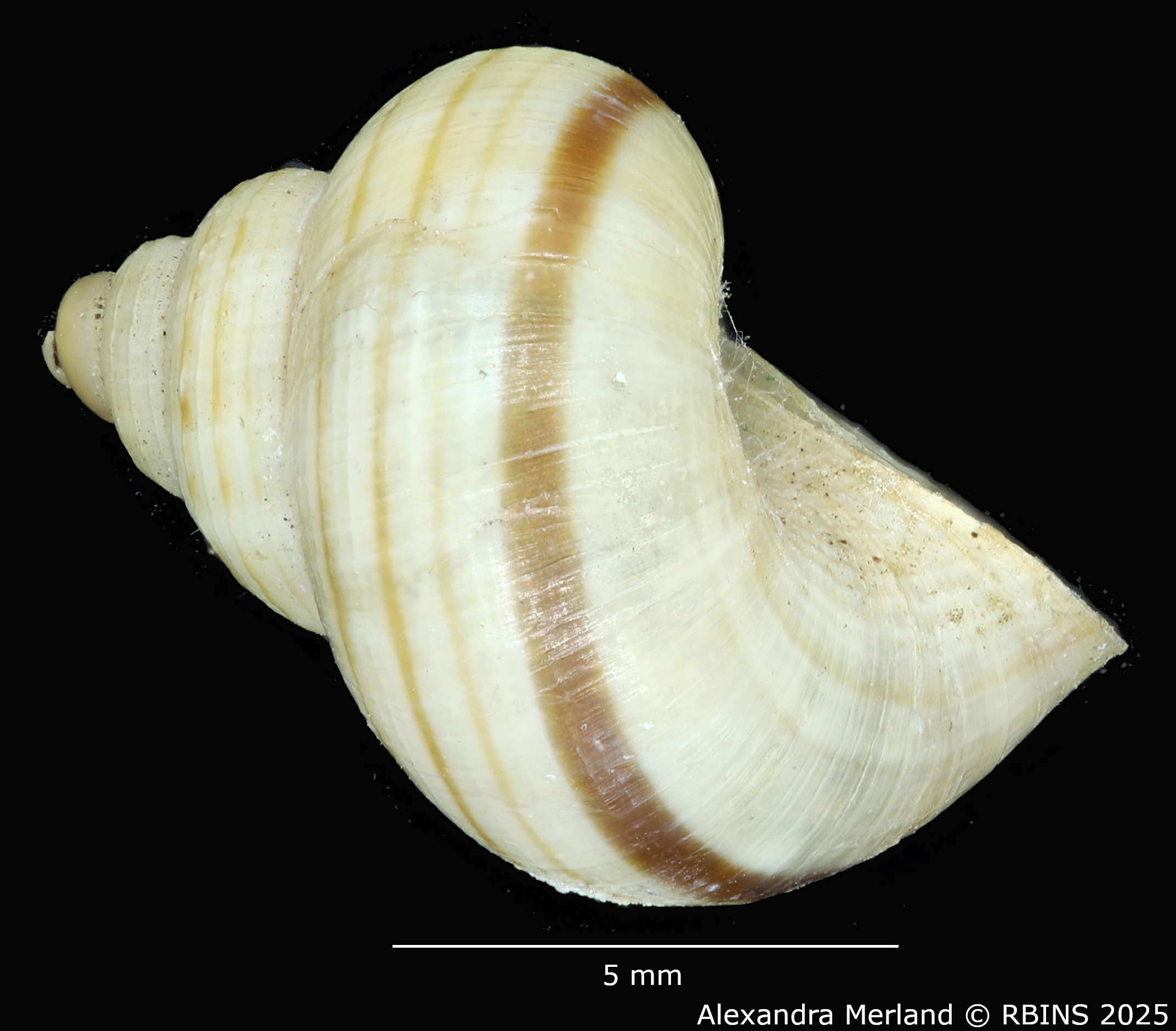 BE-RBINS-INV-MT-2073-Tropidophora-crenulatum-st-L2.jpg