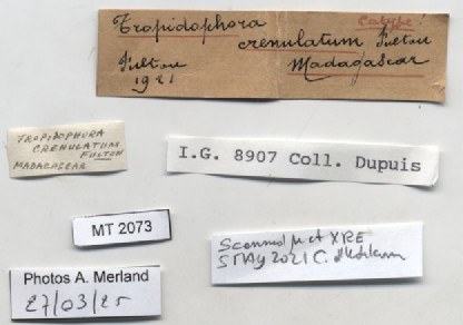 BE-RBINS-INV-MT-2073-Tropidophora-crenulatum-st-label.jpg BE-RBINS-INV-MT-2073-Tropidophora-crenulatum-st-label.jpg