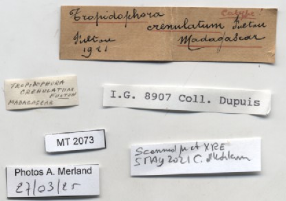 BE-RBINS-INV-MT-2073-Tropidophora-crenulatum-st-label.jpg