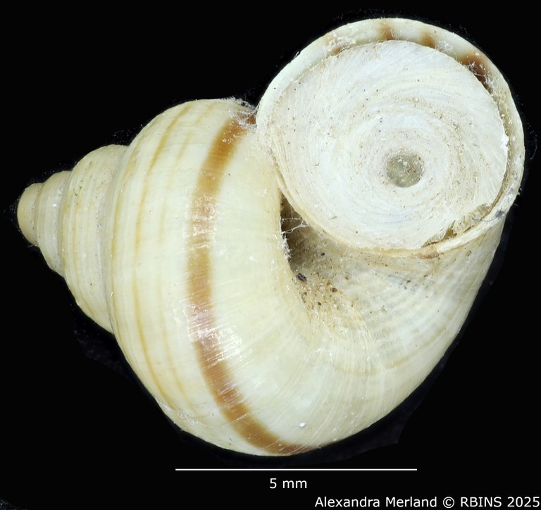 BE-RBINS-INV-MT-2073-Tropidophora-crenulatum-st-V.jpg BE-RBINS-INV-MT-2073-Tropidophora-crenulatum-st-V.jpg