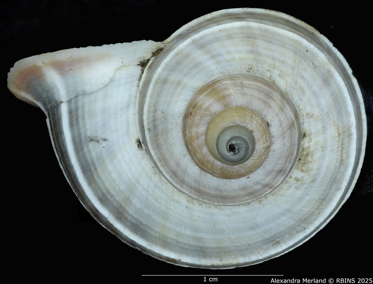 BE-RBINS-INV-MT-2074-Tropidophora-diganum-st-D.jpg BE-RBINS-INV-MT-2074-Tropidophora-diganum-st-D.jpg