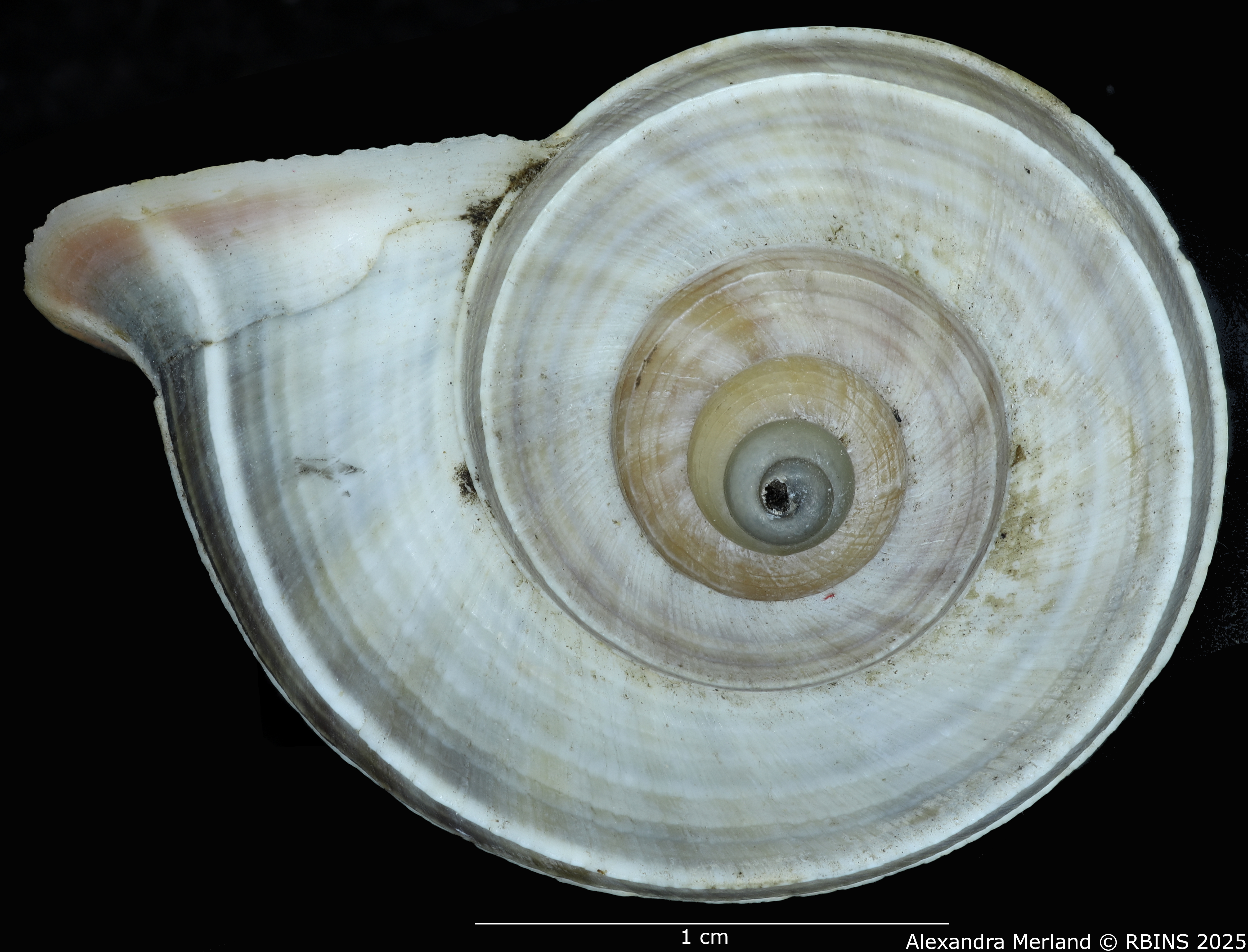 BE-RBINS-INV-MT-2074-Tropidophora-diganum-st-D.jpg