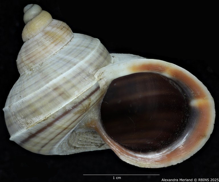 BE-RBINS-INV-MT-2074-Tropidophora-diganum-st-L.jpg BE-RBINS-INV-MT-2074-Tropidophora-diganum-st-L.jpg