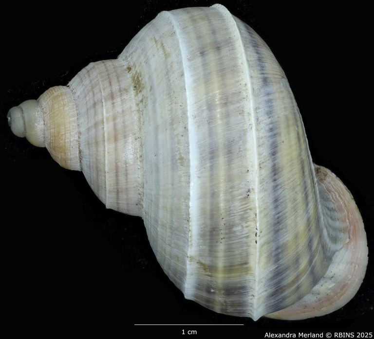 BE-RBINS-INV-MT-2074-Tropidophora-diganum-st-L2.jpg BE-RBINS-INV-MT-2074-Tropidophora-diganum-st-L2.jpg