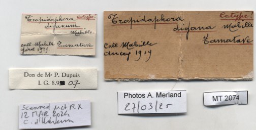 BE-RBINS-INV-MT-2074-Tropidophora-diganum-st-label.jpg BE-RBINS-INV-MT-2074-Tropidophora-diganum-st-label.jpg