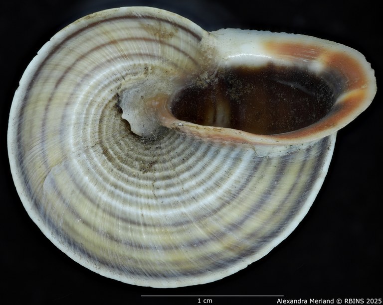 BE-RBINS-INV-MT-2074-Tropidophora-diganum-st-V.jpg BE-RBINS-INV-MT-2074-Tropidophora-diganum-st-V.jpg