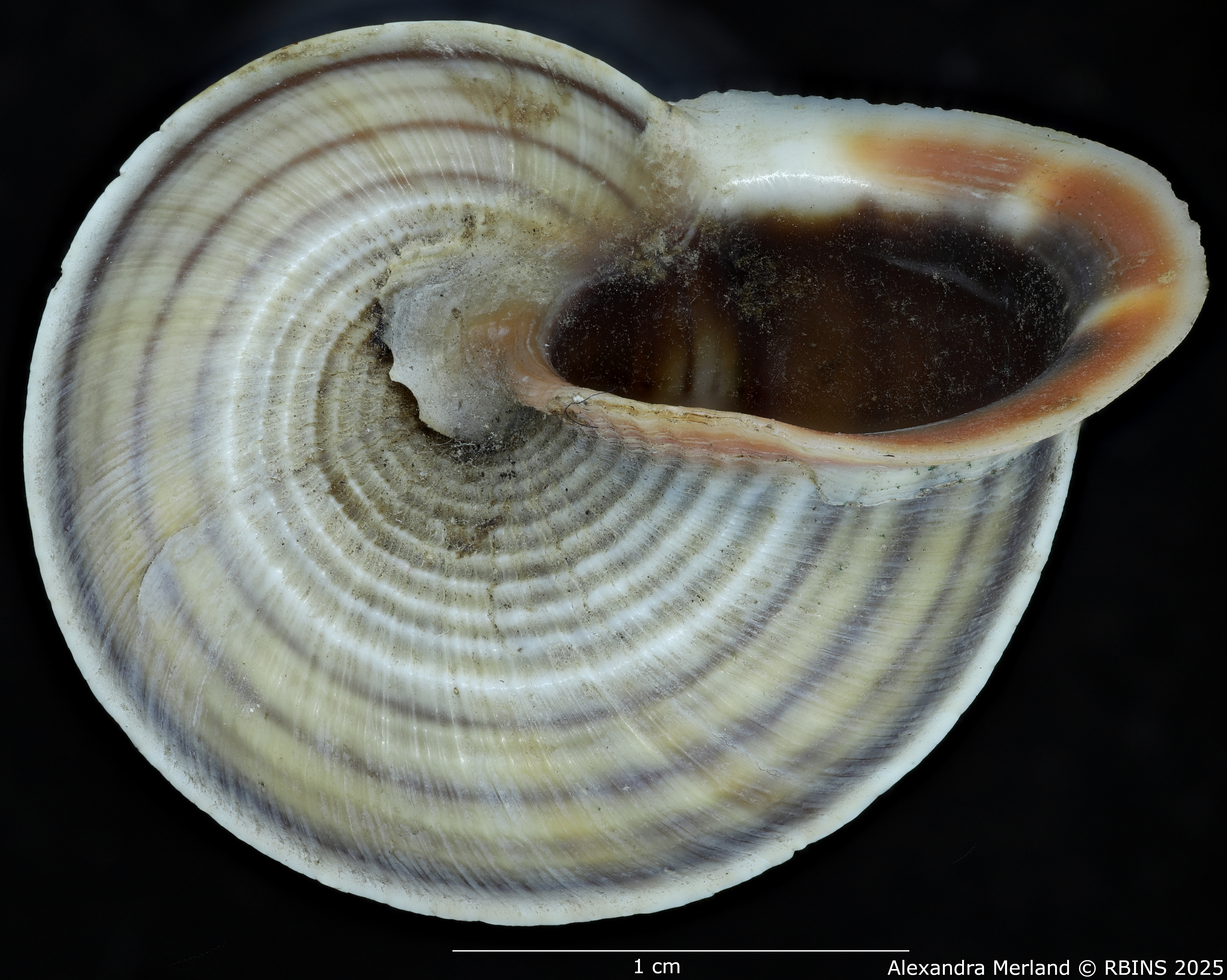 BE-RBINS-INV-MT-2074-Tropidophora-diganum-st-V.jpg