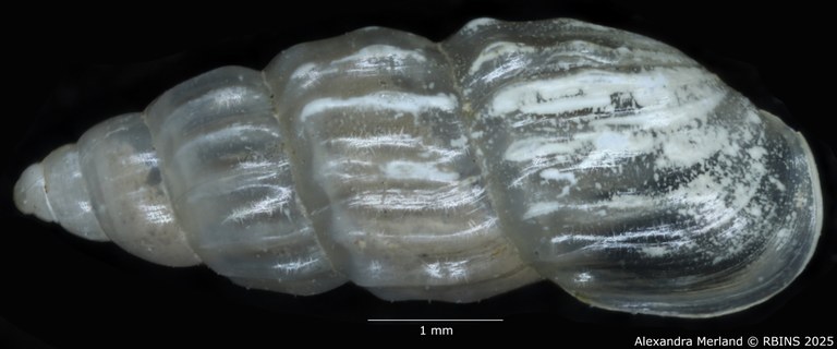 BE-RBINS-INV-MT-255-Hubendickia-crooki-pt-D.jpg BE-RBINS-INV-MT-255-Hubendickia-crooki-pt-D.jpg