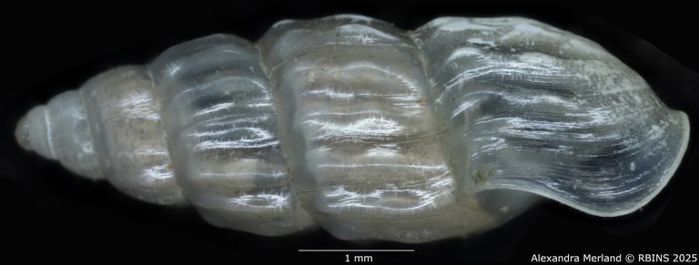 BE-RBINS-INV-MT-255-Hubendickia-crooki-pt-L.jpg BE-RBINS-INV-MT-255-Hubendickia-crooki-pt-L.jpg