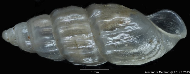 BE-RBINS-INV-MT-255-Hubendickia-crooki-pt-L2.jpg BE-RBINS-INV-MT-255-Hubendickia-crooki-pt-L2.jpg