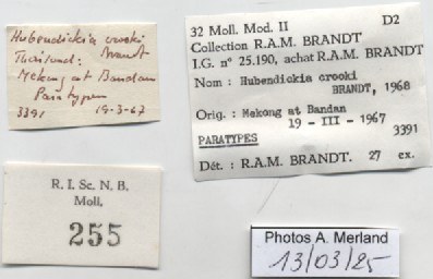 BE-RBINS-INV-MT-255-Hubendickia-crooki-pt-label.jpg BE-RBINS-INV-MT-255-Hubendickia-crooki-pt-label.jpg