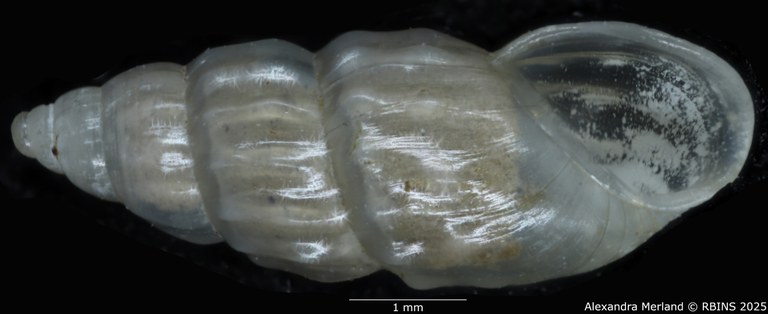 BE-RBINS-INV-MT-255-Hubendickia-crooki-pt-V.jpg BE-RBINS-INV-MT-255-Hubendickia-crooki-pt-V.jpg