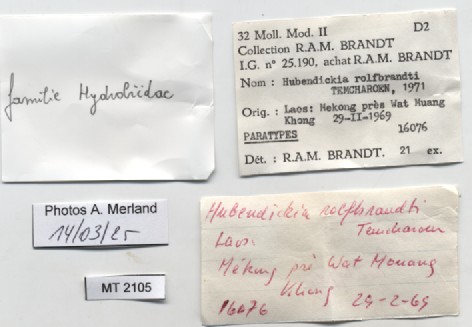 BE-RBINS-INV-MT-2105-Hubendickia-rolfbrandti-pt-label.jpg