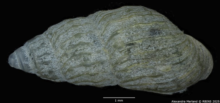 BE-RBINS-INV-MT-2106-Hubendickia-rolfbrandti-type-D.jpg BE-RBINS-INV-MT-2106-Hubendickia-rolfbrandti-type-D.jpg