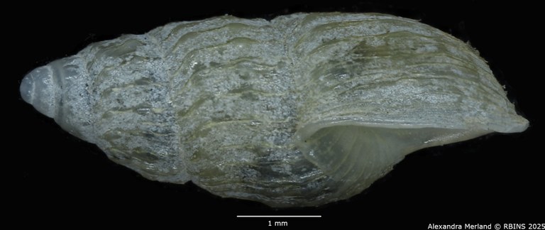 BE-RBINS-INV-MT-2106-Hubendickia-rolfbrandti-type-L.jpg BE-RBINS-INV-MT-2106-Hubendickia-rolfbrandti-type-L.jpg
