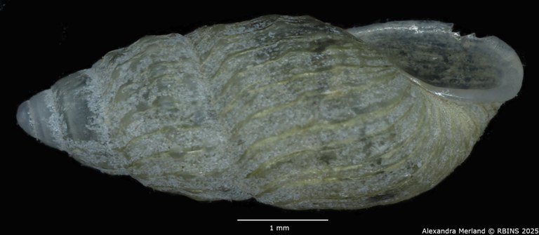 BE-RBINS-INV-MT-2106-Hubendickia-rolfbrandti-type-L2.jpg BE-RBINS-INV-MT-2106-Hubendickia-rolfbrandti-type-L2.jpg