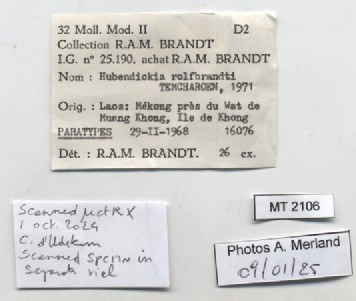 BE-RBINS-INV-MT-2106-Hubendickia-rolfbrandti-type-label.jpg BE-RBINS-INV-MT-2106-Hubendickia-rolfbrandti-type-label.jpg