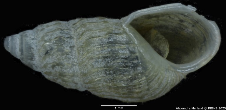 BE-RBINS-INV-MT-2106-Hubendickia-rolfbrandti-type-V.jpg BE-RBINS-INV-MT-2106-Hubendickia-rolfbrandti-type-V.jpg