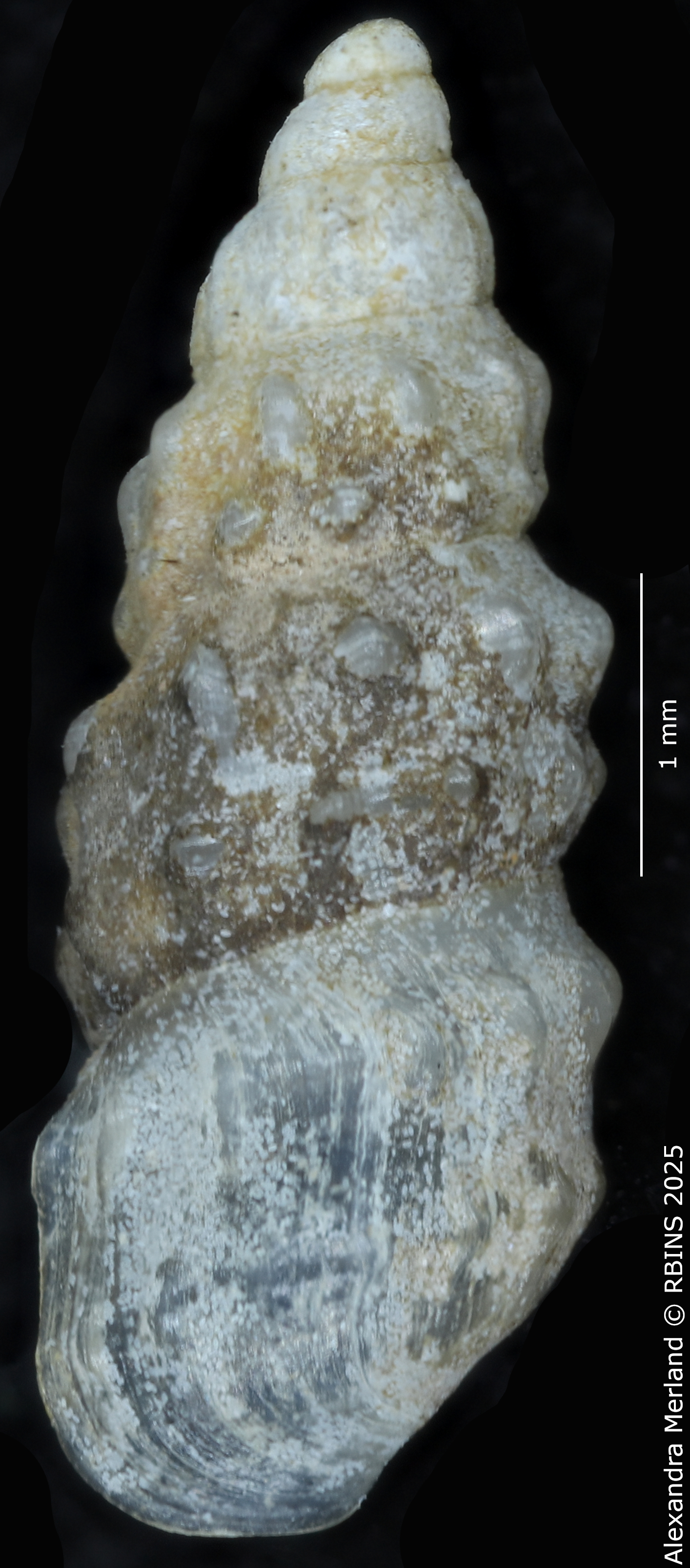 BE-RBINS-INV-MT-2107-Hubendickia-schuetti-pt-D.jpg