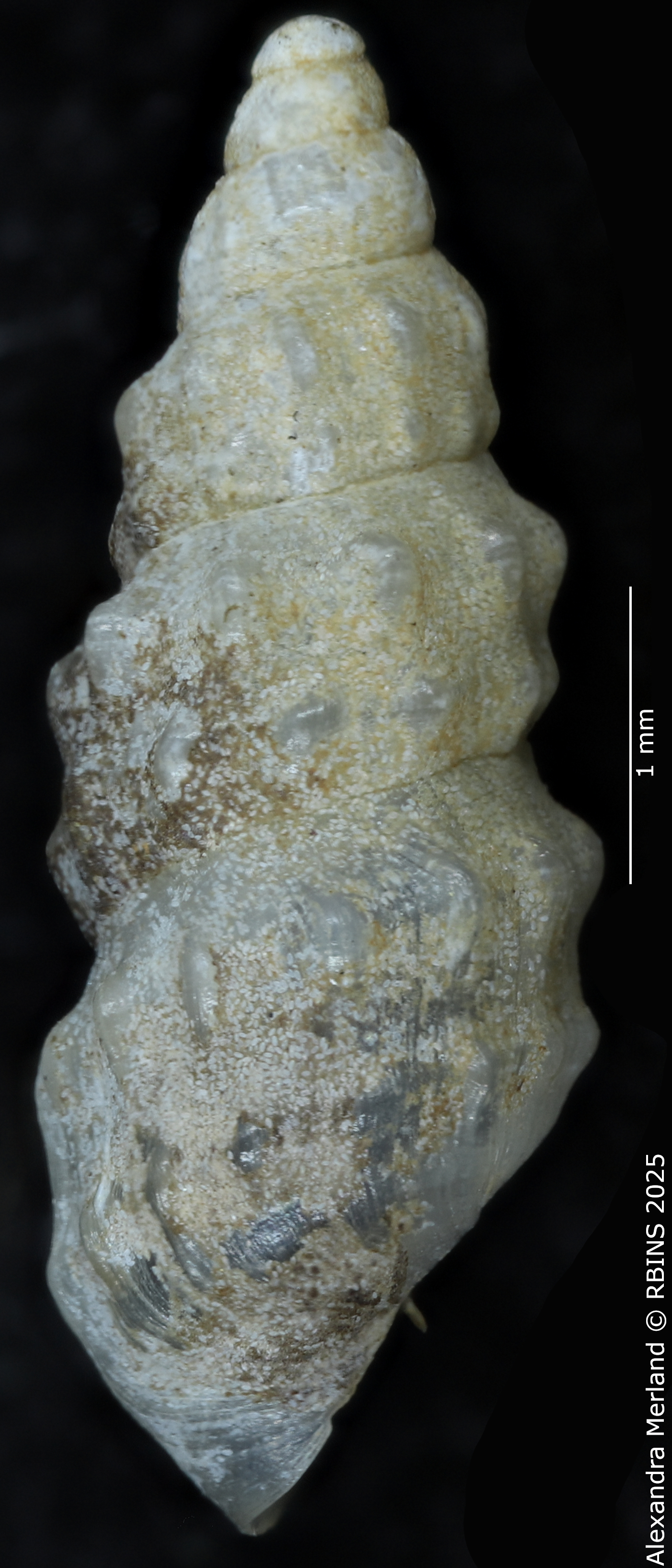 BE-RBINS-INV-MT-2107-Hubendickia-schuetti-pt-L.jpg